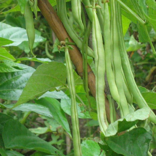 彩虹雨农场有机蔬菜新鲜架豆角王架豆250g全国发货满额包邮