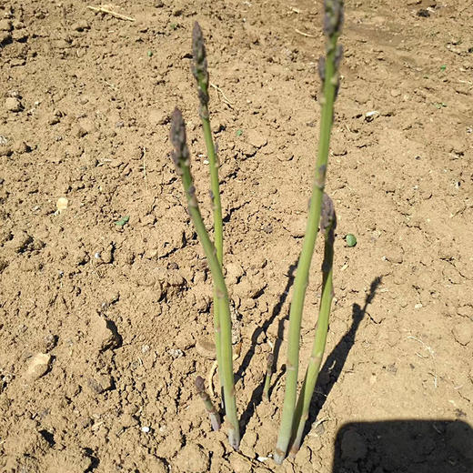 彩虹雨农场 生态蔬菜 新鲜蔬菜新鲜芦笋 京津冀满百包邮 商品图2