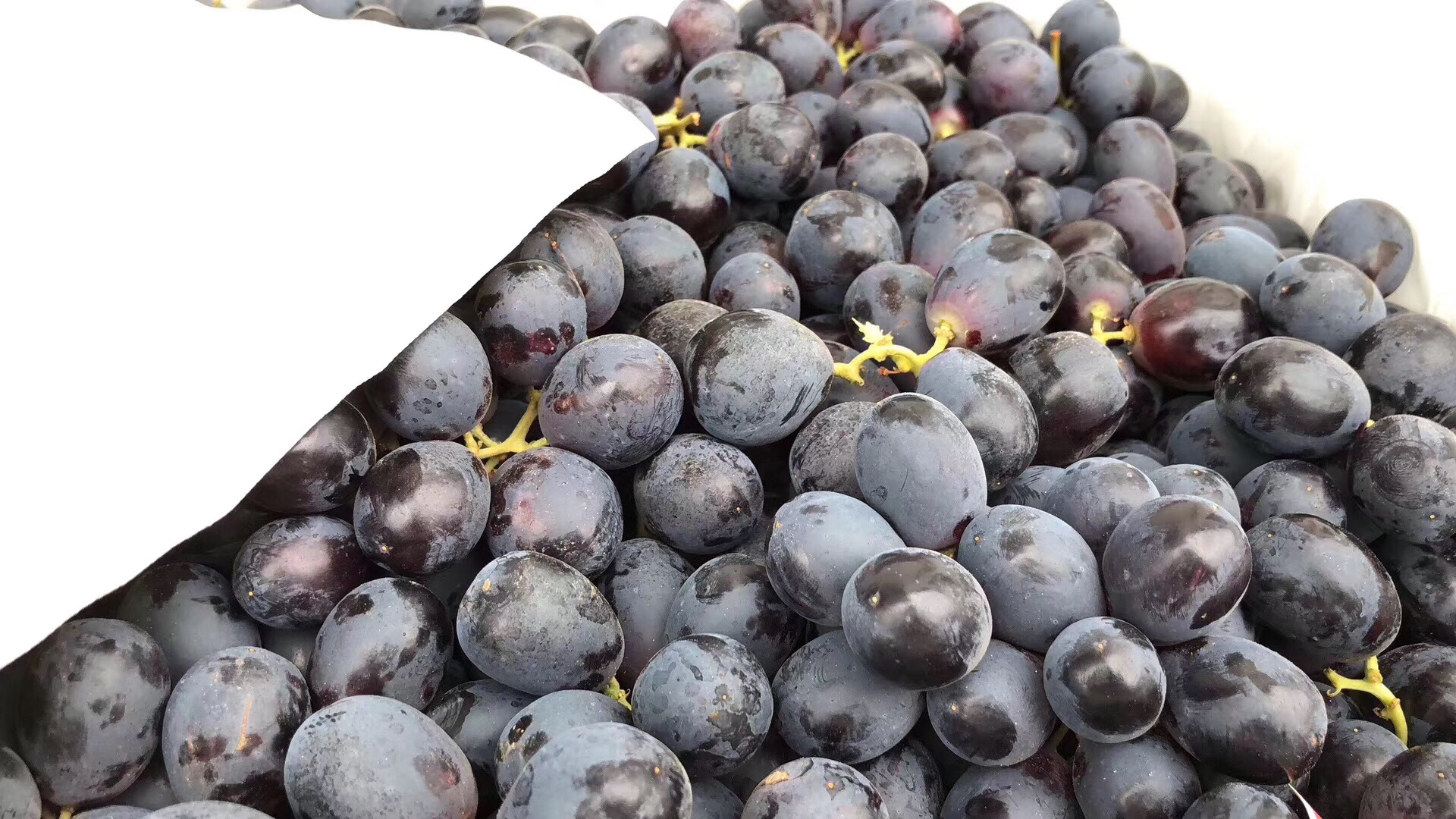 推荐澳洲蓝宝石无籽黑提果子新鲜硬度好果粉完全包裹脆甜可口黑皮里还