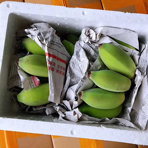 广西苹果蕉香蕉当季新鲜水果苹果粉香蕉现摘5斤装包邮 商品图10