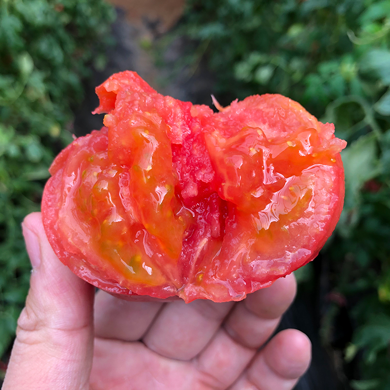 泾阳普罗旺斯番茄 净重4.5斤