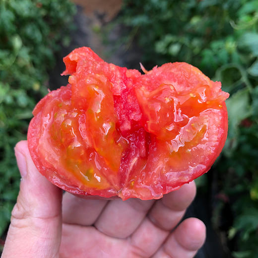 泾阳普罗旺斯番茄 净重4.5斤 商品图0