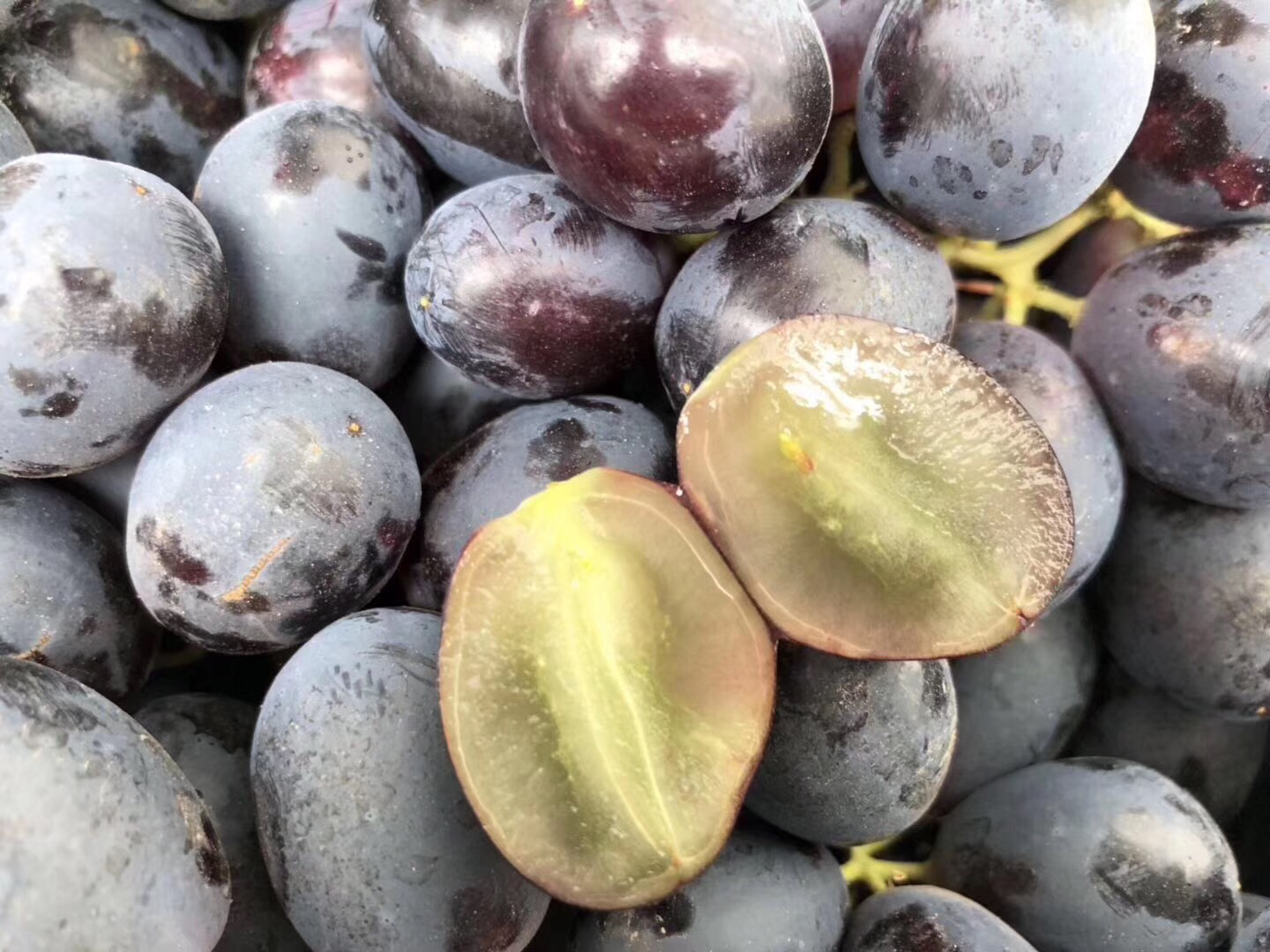 推荐澳洲蓝宝石无籽黑提果子新鲜硬度好果粉完全包裹脆甜可口黑皮里还