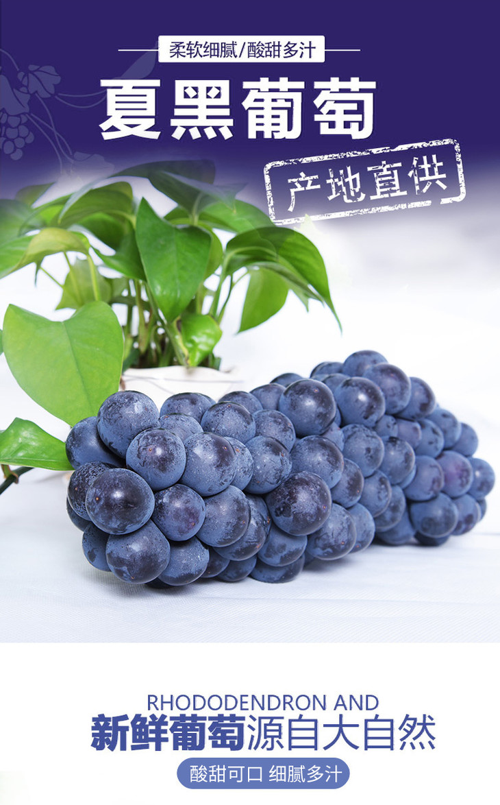 表皮还会有一些小斑点(营养珠),是葡萄借外吐现象将植株内过剩的营养