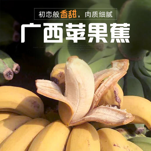 广西苹果蕉香蕉当季新鲜水果苹果粉香蕉现摘5斤装包邮 商品图0