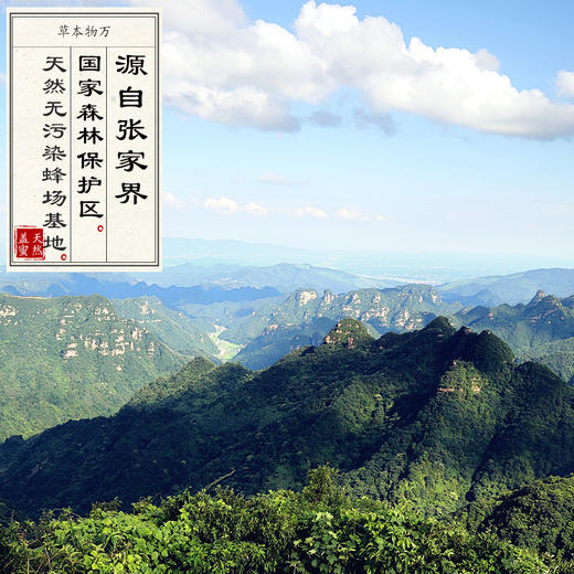 二级柑橘花/荆条花/洋槐花罐装成熟蜂蜜 天然无污染 舒肝养胃 485g/罐 商品图3