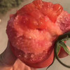 【新鲜普罗旺斯西红柿🍅】经典中的经典，自然熟🌿，皮薄沙瓤😋，番茄味儿浓郁，水分多💦，沙沙糯糯，低卡减肥果。 商品缩略图0