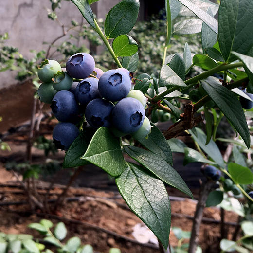 有机蓝莓2斤(酸甜 露天种植)辽宁庄河【基地直发 包邮】