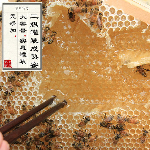 二级柑橘花/荆条花/洋槐花罐装成熟蜂蜜 天然无污染 舒肝养胃 485g/罐 商品图2