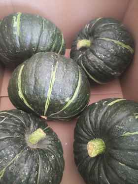 空运到货有机贝贝南瓜