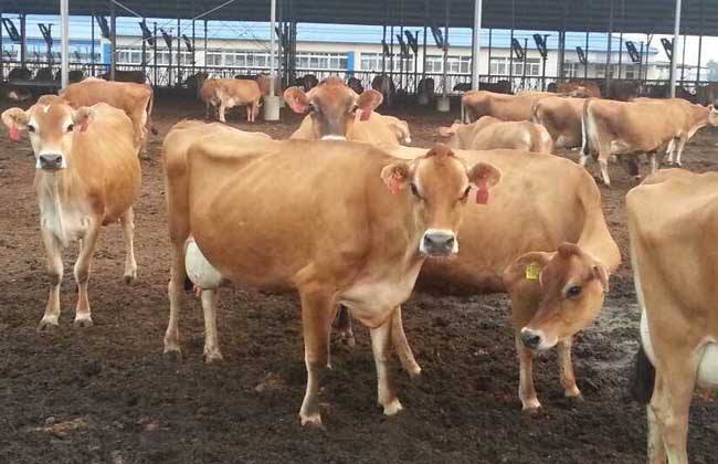 英国皇室专享 | 奶中贵族 优质娟姗奶【305元】佳宝乳业直送61天!