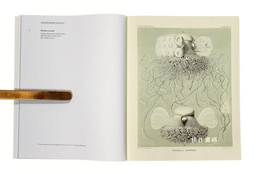 Art Forms from the Abyss: Ernst Haeckel's Images from the HMS Challenger Expedition/来自深渊的艺术形式 商品图3