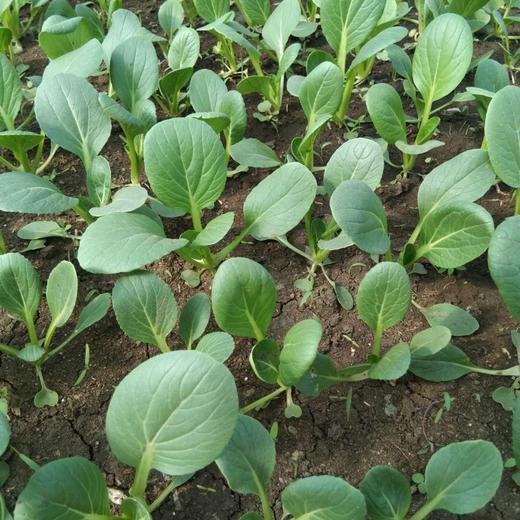 小白菜 商品图1