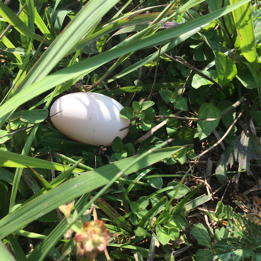 【拍完就只能等预售】岫云村丨土鸭蛋 30枚 商品图3