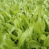 油麦菜 商品缩略图1