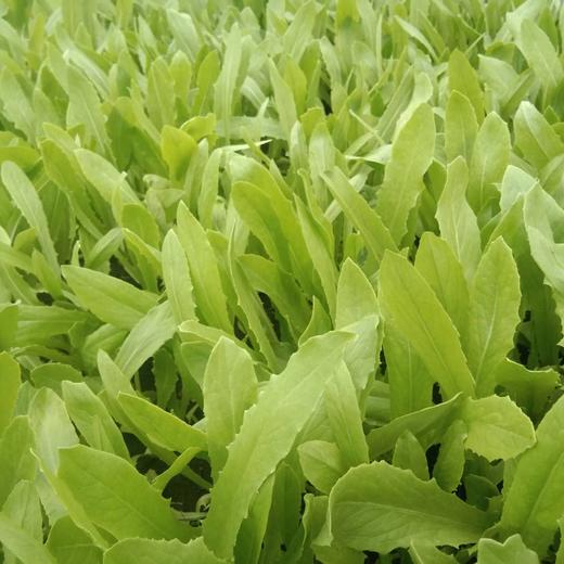 油麦菜 商品图1