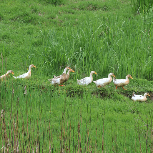 【拍完就只能等预售】岫云村丨土鸭蛋 30枚 商品图1