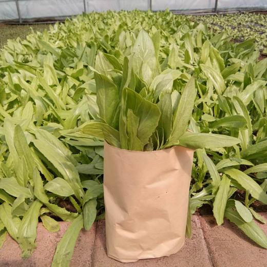 油麦菜 商品图0