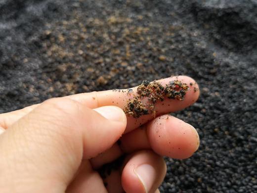 九蒸九晒黑芝麻粉/黑芝麻丸/姜枣芝麻丸 滋补营养食品丸 商品图6