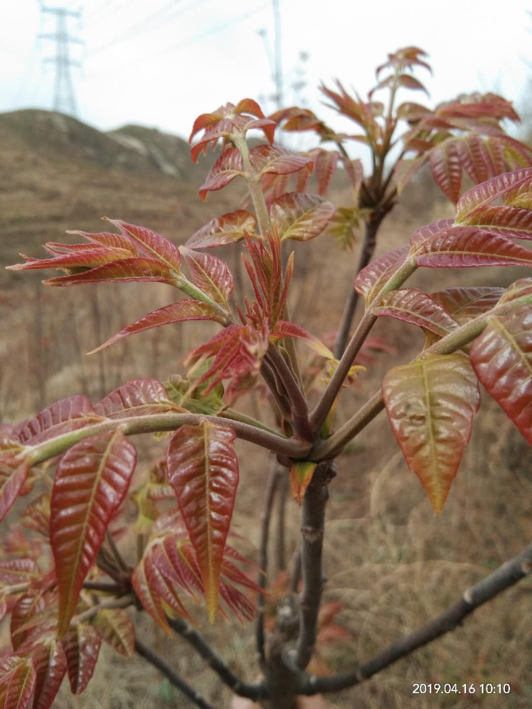 【基地直邮】洛嘉果园有机园区生长的头茬有机种植红芽香椿芽,肥美