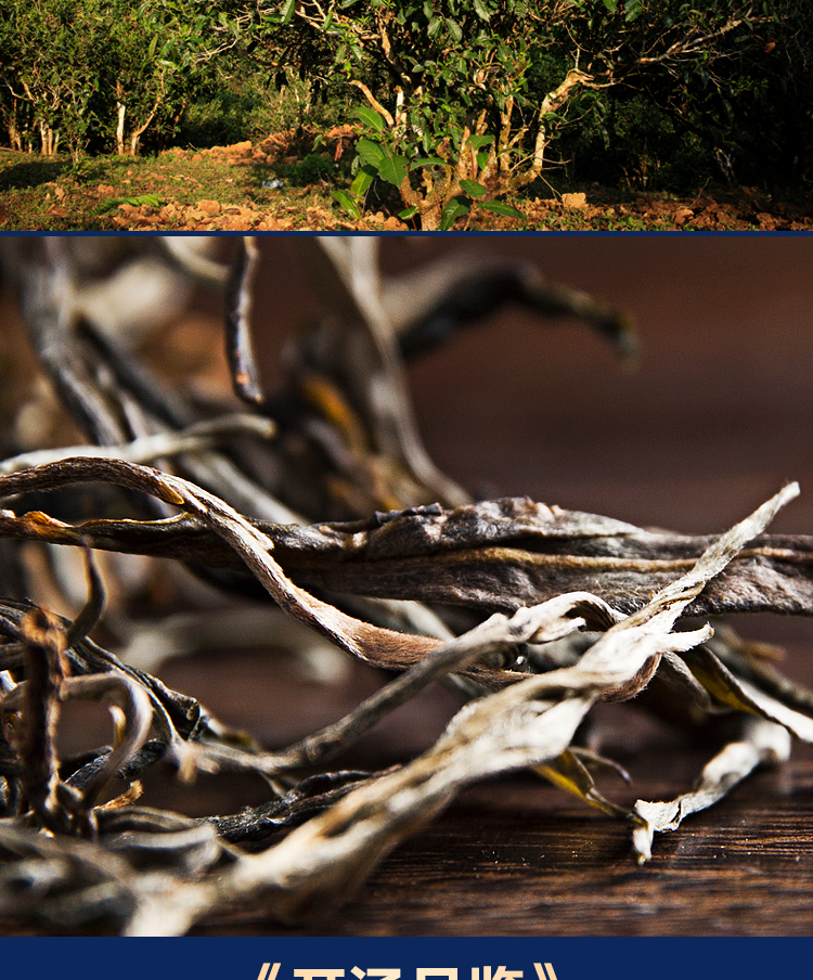 五行茶水吉顺号普洱茶生茶饼茶头春水困鹿山古树纯料