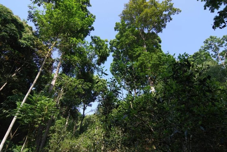 福元昌古树2019年春茶书法系列滑竹梁子古树357g生茶