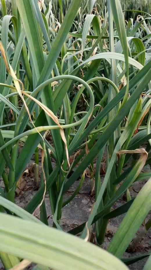 【预售，4.19日起按排单顺序开始发货】山东 蒜苔2斤装左右/4斤装左右 商品图5