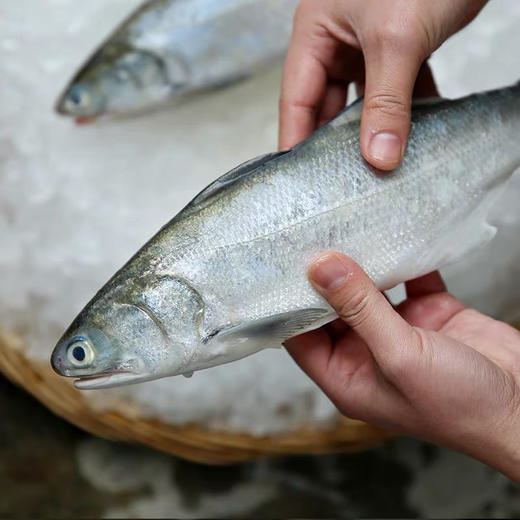 台湾进口新鲜马友鱼300500g尝鲜上市