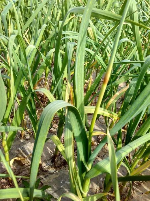 【预售，4.19日起按排单顺序开始发货】山东 蒜苔2斤装左右/4斤装左右 商品图4