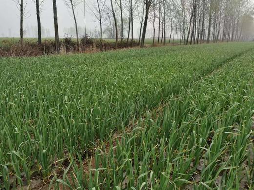 【预售，4.19日起按排单顺序开始发货】山东 蒜苔2斤装左右/4斤装左右 商品图8