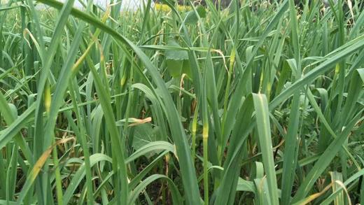 【预售，4.19日起按排单顺序开始发货】山东 蒜苔2斤装左右/4斤装左右 商品图6