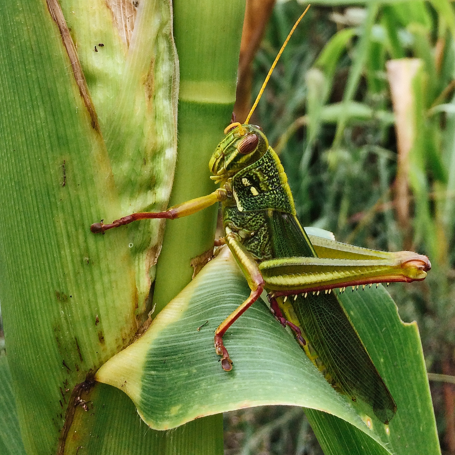 邮费补拍 
Freight