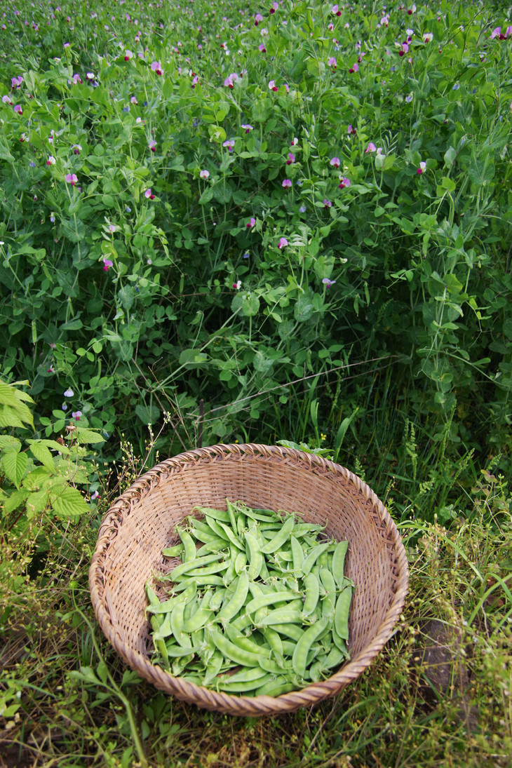 荷兰豆甜豆荚sweetpea