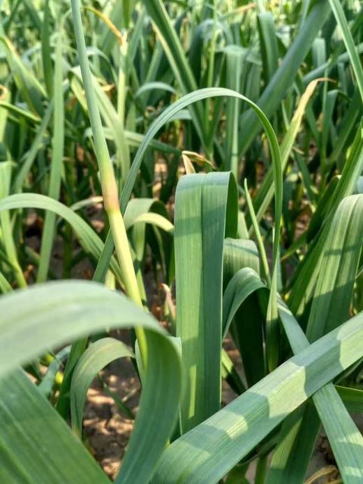 【预售，4.19日起按排单顺序开始发货】山东 蒜苔2斤装左右/4斤装左右 商品图10