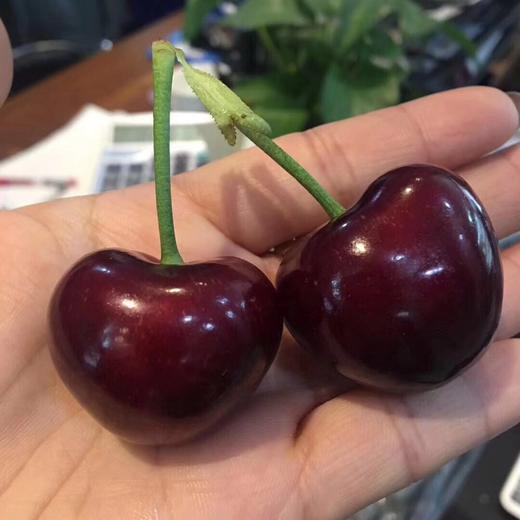 请输入🍒一年一季樱桃甜，终于等到你！颗颗饱满脆甜，咬开果汁炸裂💦 商品图2