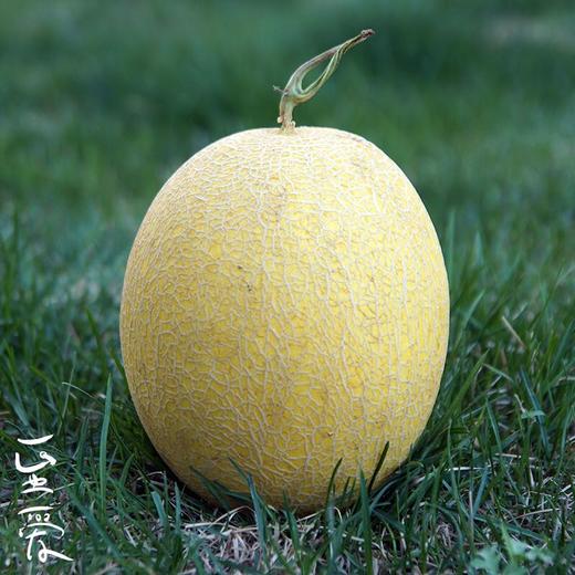 冰火蜜瓜 6-7斤/件（2-3头）2023国货新品种 冰火蜜瓜 新疆哈密瓜 商品图2
