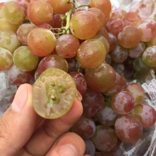 🔥爆品特好吃😋～荔枝香葡萄！[色]自带浓郁的玫瑰花瓣、水蜜桃和荔枝等香味，很香的葡萄🍇特别甜，汁多。最新到货 商品图8