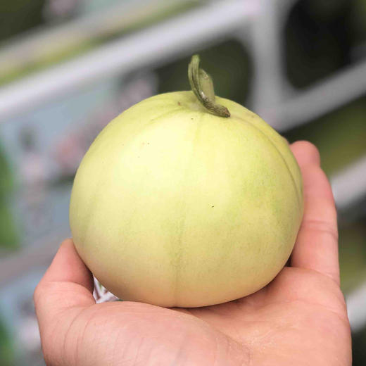 富硒蜜宝王薄脆的皮鲜嫩的肉绵绵的籽香甜的汁又脆又甜个头匀称包装