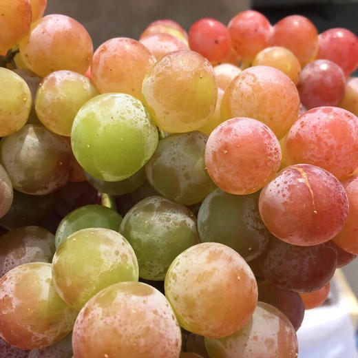 🔥爆品特好吃😋～荔枝香葡萄！[色]自带浓郁的玫瑰花瓣、水蜜桃和荔枝等香味，很香的葡萄🍇特别甜，汁多。最新到货 商品图2