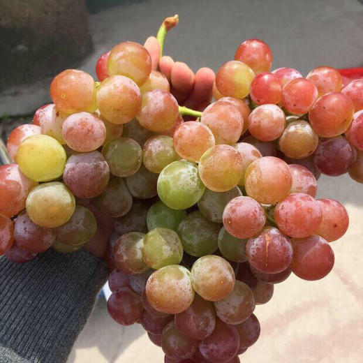 🔥爆品特好吃😋～荔枝香葡萄！[色]自带浓郁的玫瑰花瓣、水蜜桃和荔枝等香味，很香的葡萄🍇特别甜，汁多。最新到货 商品图4