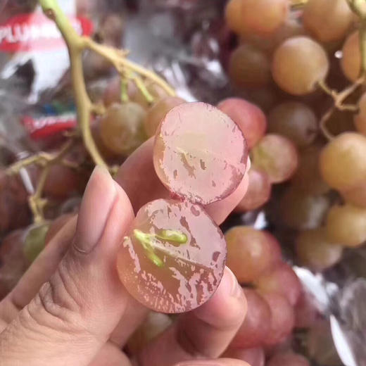 🔥爆品特好吃😋～荔枝香葡萄！[色]自带浓郁的玫瑰花瓣、水蜜桃和荔枝等香味，很香的葡萄🍇特别甜，汁多。最新到货 商品图3