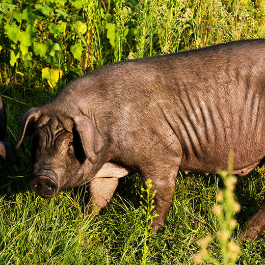 有机猪超级排骨500g 商品图4
