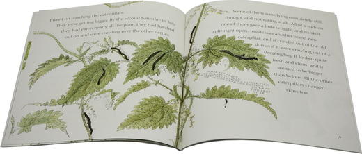 【直播专享·4-12岁 对标英国小学科学教育】英文原版绘本 Walker Nature Story Collection 儿童科普自然百科绘本 彩图10册 商品图4