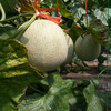 一蔓一瓜，挂足45天，日本原种海阳网纹瓜 6.5-7斤（2个装） 商品缩略图11