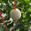 一蔓一瓜，挂足45天，日本原种海阳网纹瓜 6.5-7斤（2个装） 商品缩略图10