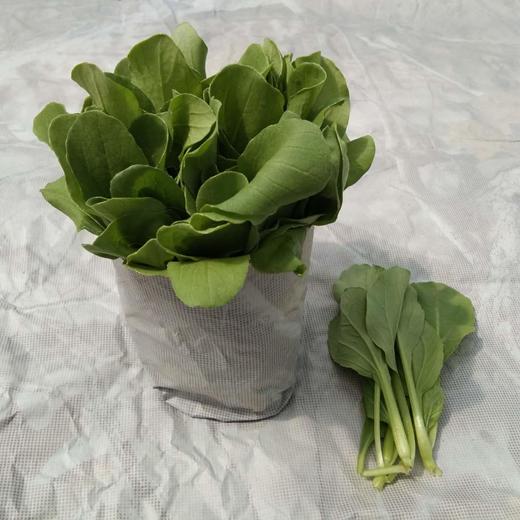 鸡毛菜 商品图0