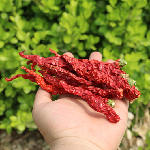 二荆条干辣椒 微辣特香 农家特产 调料 干辣椒 100g 商品图1