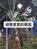 合作产品/ 生态香蕉 （ 青香蕉发货，收货后需要物理催熟） 商品缩略图3