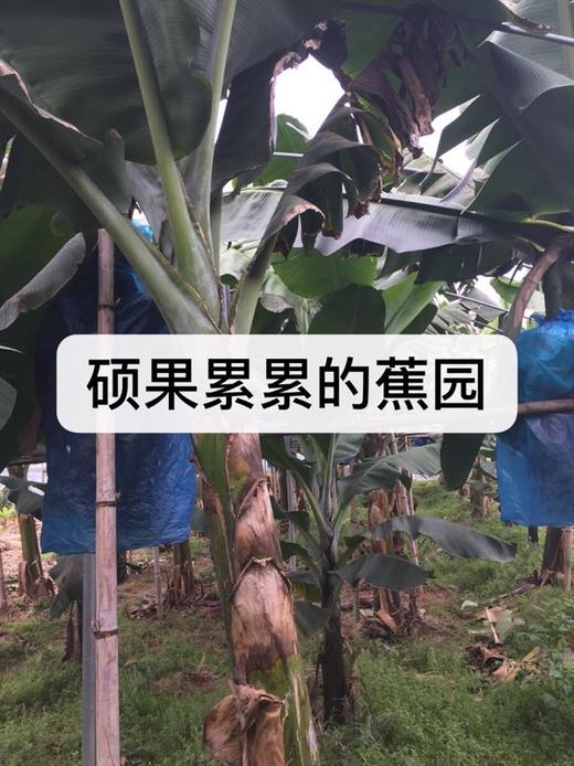 合作产品/ 生态香蕉 （ 青香蕉发货，收货后需要物理催熟） 商品图3