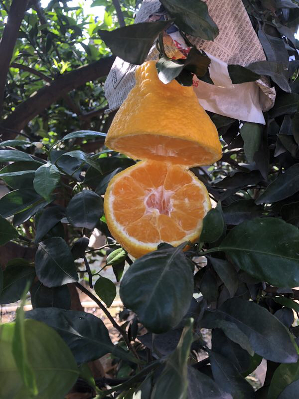 全国包邮不发货区域见链接详情四川浦江柠檬不知火5斤装812颗左右口感